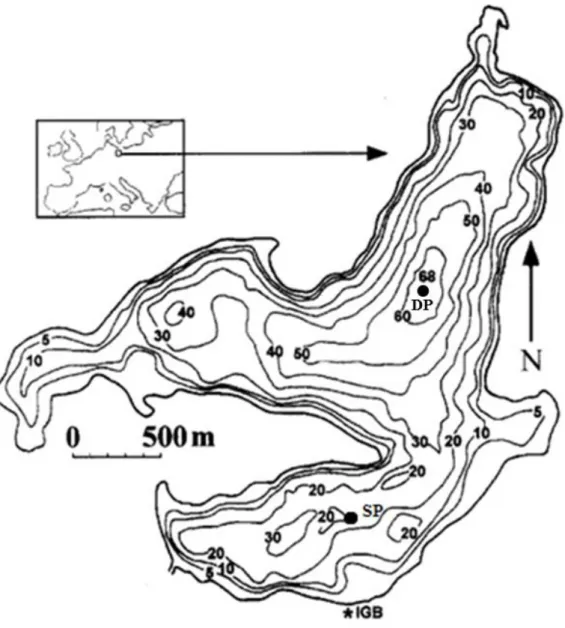 Fig. 1 Bathymetric map of Lake Stechlin with the place of mesocosms (SP) and the deepest  point (DP) (after Casper, 1985a) 