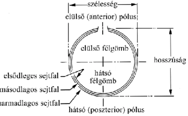 4. ábra A Chrysophyta sztomatociszta sematikus rajza Duff et al. (1995) nyomán 