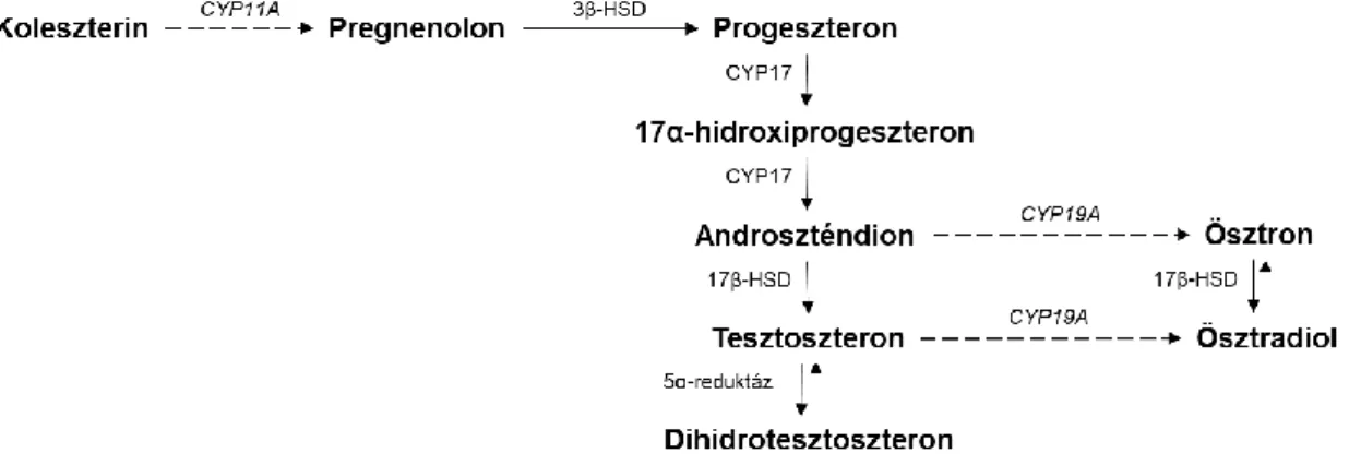 2. ábra: A szteroid szintézis útvonala a gerinctelenekben. Az 5 fő lépés (folyamatos nyilak) és az  azokat katalizáló enzimek (és azoknak génjei) bizonyítottan megtalálhatók a gerinctelen fajokban