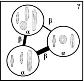Figure 1 Illustration of α-, β- and γ-diversity. Redrawn and modified from Jurasinski et al