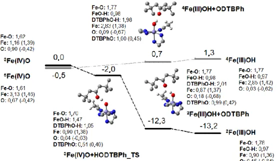 43. ábra A 2,6-DTBPh oxidációs reakciójára számolt gátak és szabadenergia értékek  (kcal/mol)