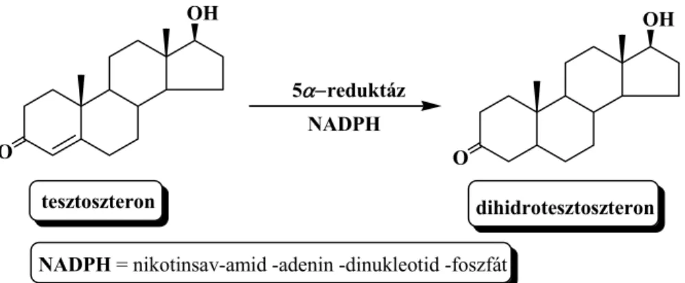 6. ábra Az 5α-reduktáz enzim biokémiai szerepe 