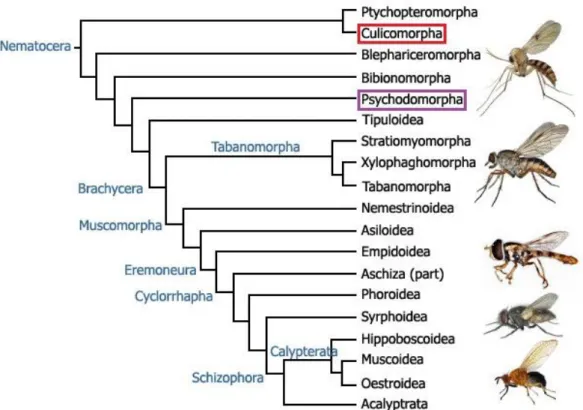 Figure  1.  Phylogeny  of  Diptera  (Yeates  et  al.,  2003)  with  the  phylogenetic  position  of  Culicomorpha (red frame) and Psychodomorpha (purple frame)