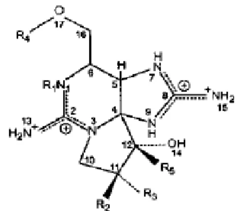 3. ábra. Szaxitoxinok általános felépítése (Codd et al. 1999) 
