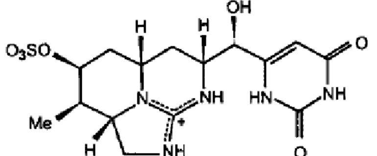 4. ábra. Cilindrospermopszin általános felépítése (Codd et al. 1999)  1.2.3.4. Iritatív toxinok – lipopoliszaharidok 