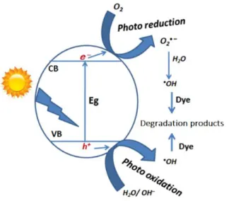 Figure 1. Schematic representation of the main photochemical reactions producing reactive oxygen  species [25]