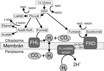3.3.2. ábra – Az E. coli hidrogéntermelő metabolizmusa [Mathews, 2009] 
