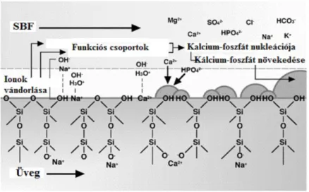 4. ábra: Apatit képződés mechanizmusa a CaO-SiO 2  bázisú üvegkerámia felületén (Lee et al., 2006) 