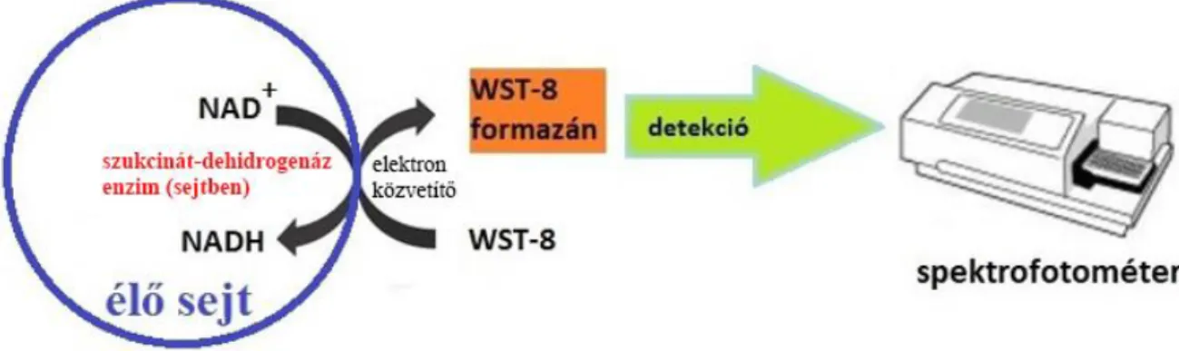 9. ábra A kolorimetriás módszerek közül a WST–8-teszt sematikus ábrája citotoxicitás  meghatározásához