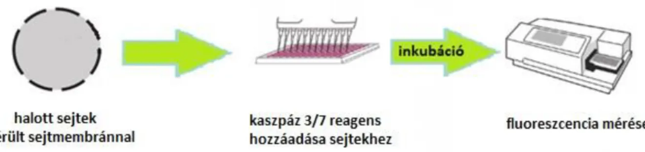 11. ábra A fluoreszcens kaszpáz-3/7-teszt sematikus ábrája citotoxicitás meghatározásához