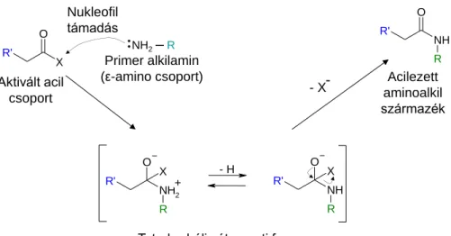 8. ábra Az aminok acilezésének mechanizmusa (Hermanson, 2008) A zöld R csoportok itt is a fehérjeláncot  szimbolizálják, míg a kék R’ csoportok az un