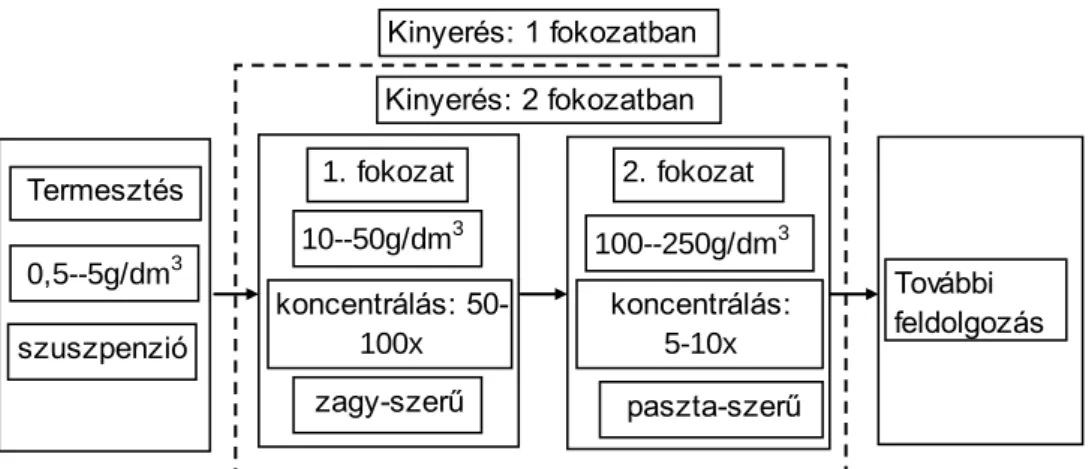 4. ábra Alga-biomassza kinyerés általános sémája 