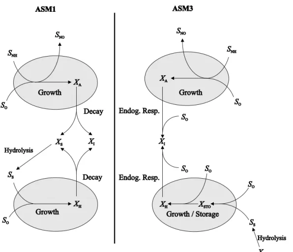 Figure 2.1: Substrate flows for autotrophic and heterotrophic biomass in the ASM1 and ASM3 models