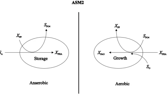 Figure 2.2: Substrate flows for storage and growth of PAOs in the ASM2 model