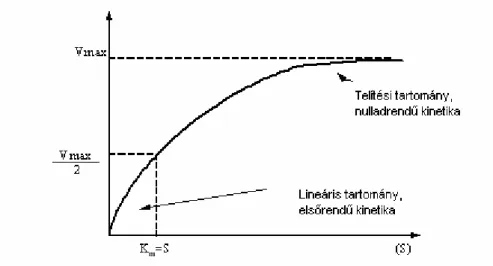 2.2.1. ábra: Enzimreakció sebességének függése a szubsztrát koncentrációjától  