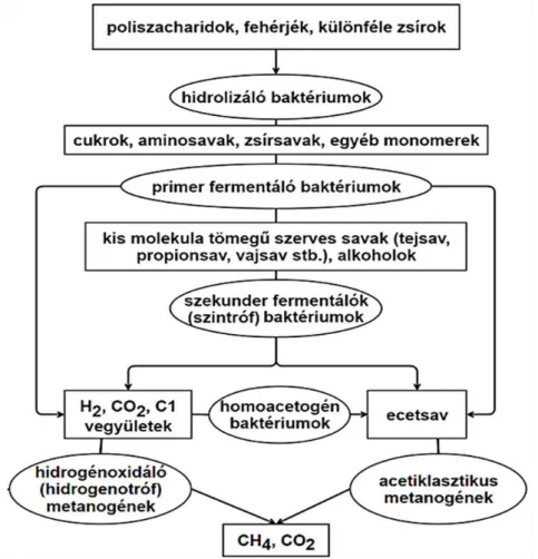 1.6. ábra: A metanogén fermentációs folyamatokban résztvevő szerves anyagok  lebontásának útja (Tauber, 2014) 