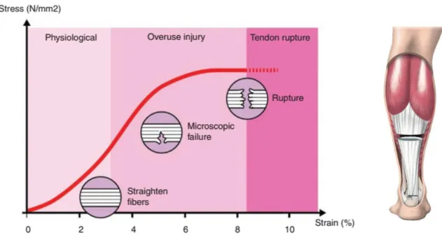 Figure 2 Stress-strain curve of AT and a schematic view of the surgical technique used (Karlsson et al., 2019,  used by permission)