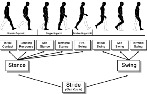 Figure 3 Functional divisions of the gait cycle (Perry and Burnfield, 2010, used by permission)
