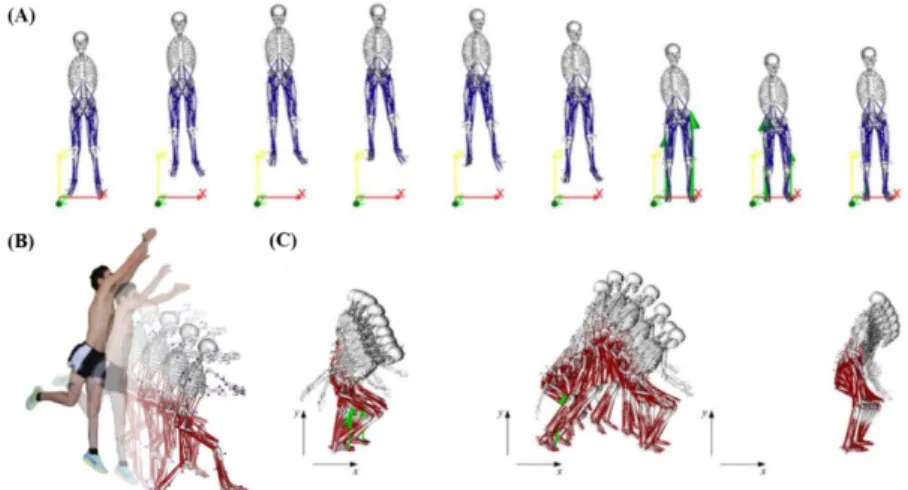 Figure 7 Illustration of OpenSim musculoskeletal model with different jumping and landing patterns; (A)  Counter movement jump; (B) Single-leg jump landing; (C) Standing long jump