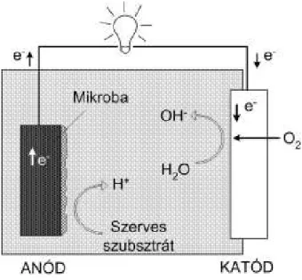 2.2.3. ábra: „Lélegző” katódos mikrobiális üzemanyagcella elvi sémája 
