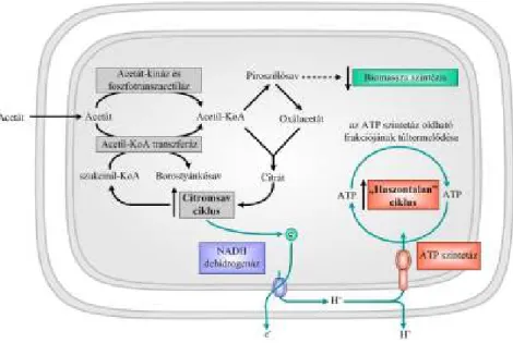 2.2.4. ábra: Klasszikus exoelektrogén mikroba elektrogenezisének folyamata  