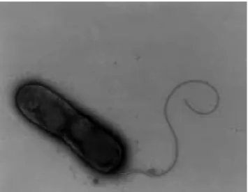 2.2.7. ábra: Rhodoferax ferrireducens elektronmikroszkópos képe (Finneran, 2003)  A mikroorganizmust elsőként az USA-ban található Oyster öböl környéki szedimentálódott  üledékben  izolálták
