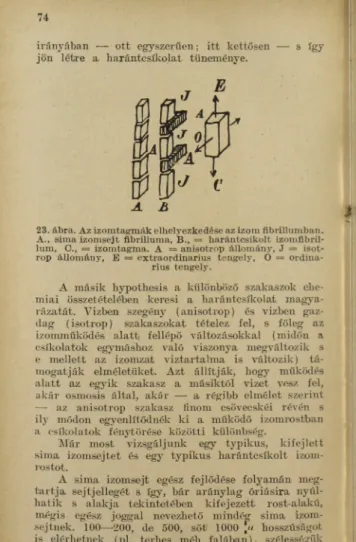 23. ábra. Az izom tagm ák elhelyezkedése az izom fibrillumban. 