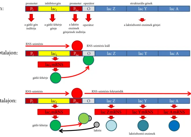 3. ábra. az E. coli DNS-ének lac-operonjának működése glükóz és laktóz táptalajon 