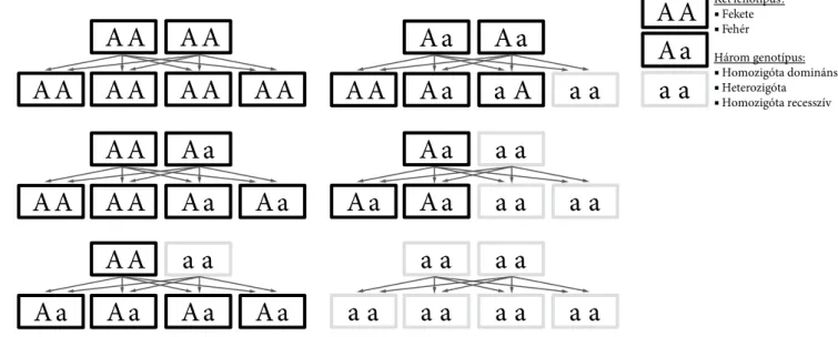 operon (3. ábra) – a DNS-nek az a szakasza (működési egysége), mely tartalmaz