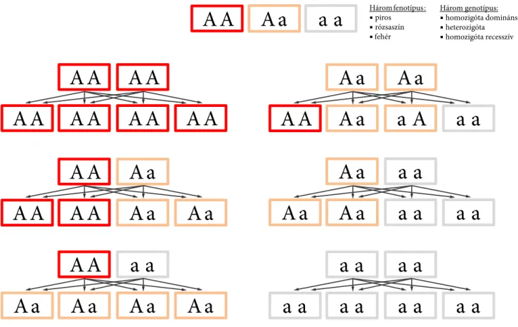 Az intermedier öröklésnél a háromféle genotípus háromféle fenotípussal jár együtt (5. ábra)