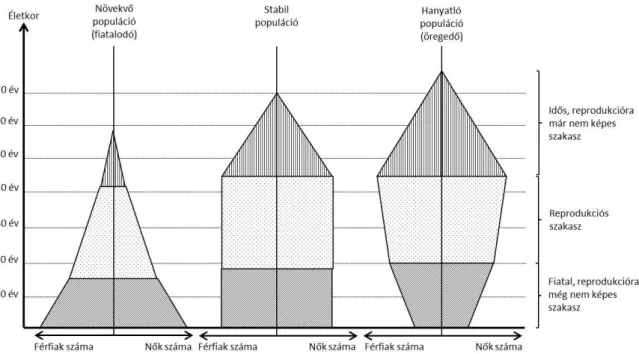 4. ábra.  populáció-életkorfa (1.  piramis alak: sok a fiatal egyed; 2. harang alak: az idős és a fiatal egyedek aránya azonos; 3. urna alak: sok az idős egyed)