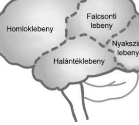 5. ábra: Az emberi agy