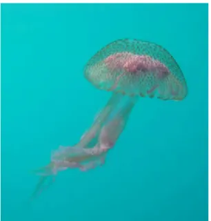7.16. ábra Világító medúza Magyar név: Szemölcsös medúza