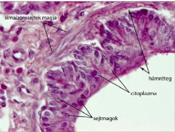 2.35. ábra. A hematoxilin-eozin festés végeredménye: a sejtmagok liláskékek, a citoplazma és a sejtközötti állomány komponensei rózsaszínek-pirosak (emlős tüdő, bronchiolus)