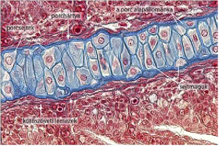 2.38. ábra. Azan-festés eredménye: a kötőszövet és a porcszövet kék, a sejtmagok vörösek, a sejtek citoplazmája piros (törpeharcsa kopoltyúja, kopoltyúlemez a kopoltyúsugárral)