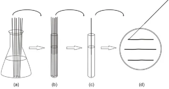 Fig. 4. Testing the efficacy of disinfectants. (a) Place sterile plastic inoculating loops into the suspension of the test microbes