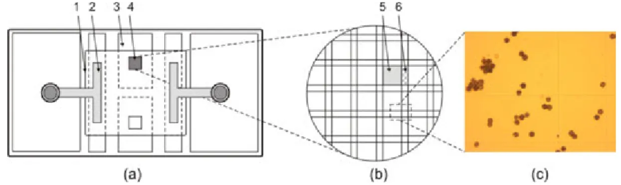 Fig. 11. Bürker-chamber. (a) Parts of the chamber 1. cover glass 2. clamp 3. counting chamber (drop the spore suspension here) 4