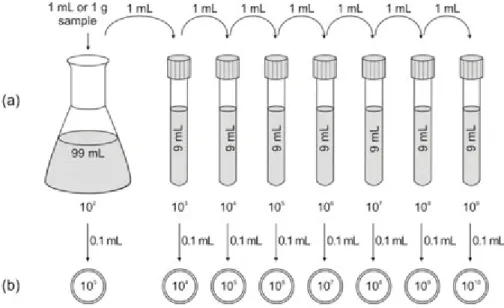 Fig. 14. Germ count estimation using the spread plate technique. (a) The sample is diluted in sterile distilled water, and a 10-fold dilution series is prepared