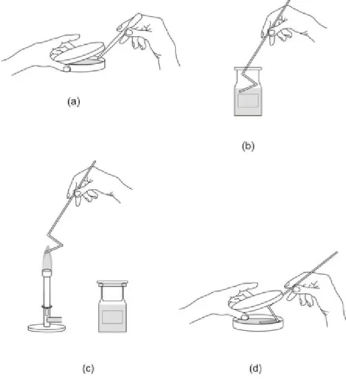 Fig. 15. Spreading on the surface of an agar plate. (a) Pipette 0.1 mL from the appropriate member of the dilution series onto the centre of the surface of an agar plate