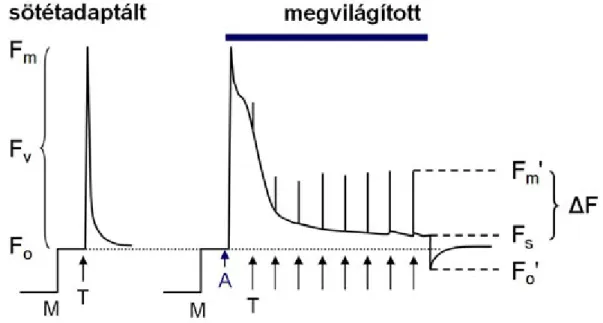 7.2. ábra. Sötétadaptált és megvilágított levélről pulzus amplitúdó modulált (PAM) fluorométerrel regisztrálható klorofill fluoreszcencia változások