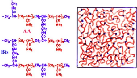 8.1. ábra. A poliakrilamid gélek szerkezete. Az akrilamid (AA, piros) láncokat biszakrilamid (Bis, kék) keresztkötések kapcsolják össze