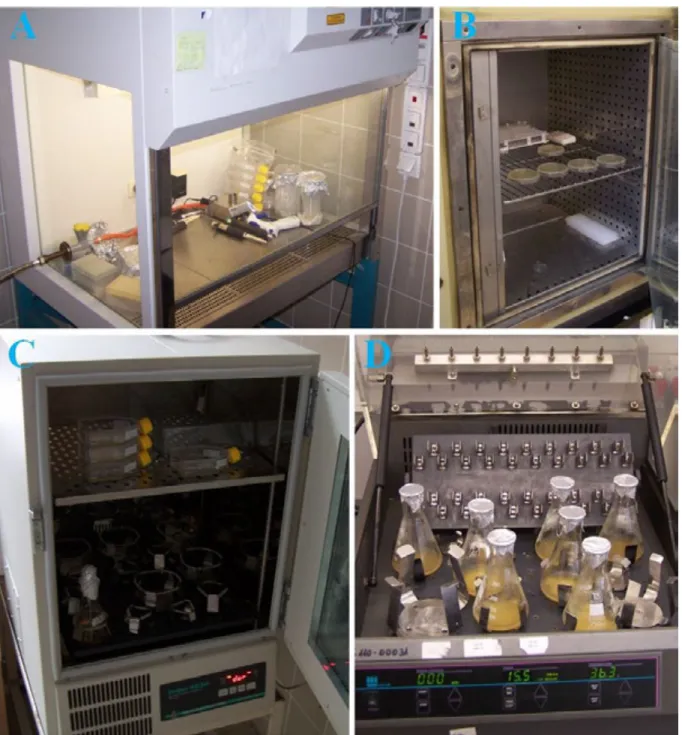 Figure 1.14. A, Laminar flow cabinet. B, Incubator (37°C) with bacterial cultures on agar plates