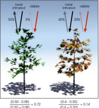 Figure 1.9:Healthy vegetation (left) absorbs most of the visible light, and reflects about the half of the near-infrared light