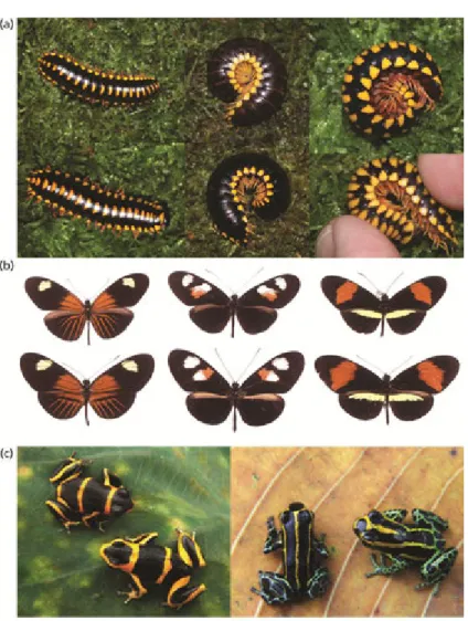 Figure VIII.1. Aposematism and Müllerian mimicry in the work of Merrill and Jiggins (2009)