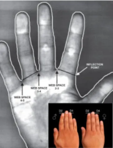 Figure IX.1 The human index finger- ring finger ratio sexual dimorphism and the required measurement points.