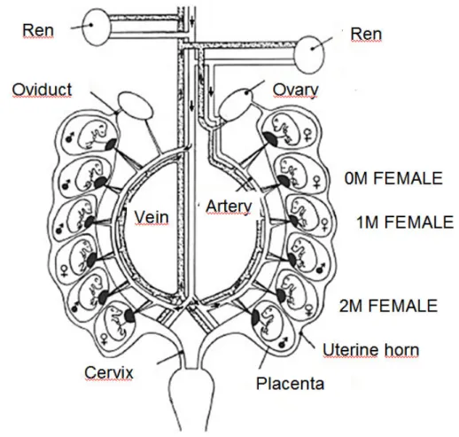 Figure XI.1 Schematic diagram of the uterine horns and uterine loop artery and vein of a pregnant mouse