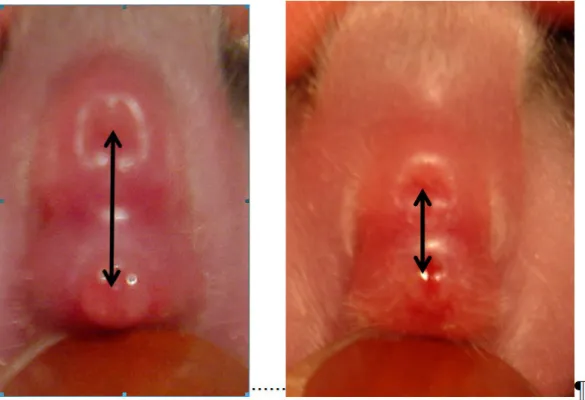 Figure XI.2. anogenital distance of a male (left) and female (right) newborn rabbit. Anogenital distance difference among the male and female rabbit pups is already evident at birth.