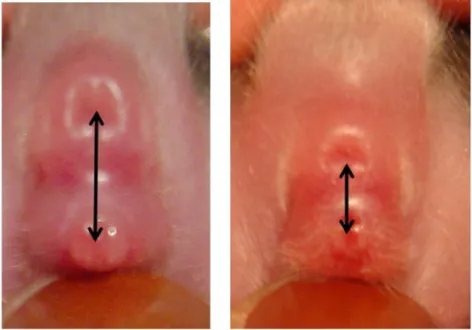 11.2. Kép Hím (balra) és nőstény (jobbra) újszülött kisnyúl gátmérete. A hím és nőstény kisnyulak közt már születéskor felfedezhető a gátméretbeli különbség.