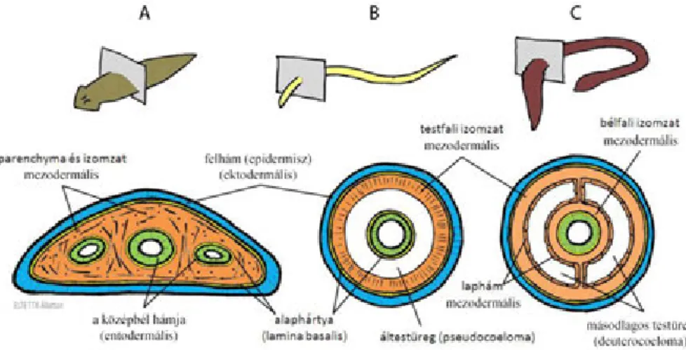 5.4. ábra. A bilaterális szimmetriájú állatok testfelépítésének legfontosabb típusai a testüregek szempontjából