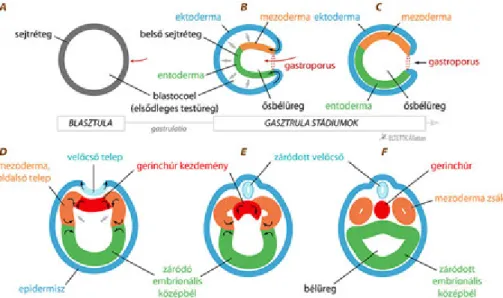 5.9. ábra. A gerinchúrosok bélcsíra képződése, a csíralemezek megjelenése és a másodlagos testüreg képződése
